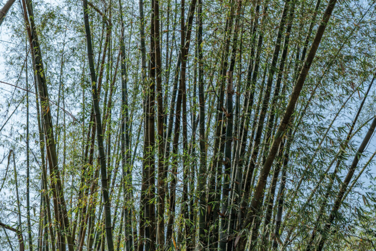 環境部通過森林、竹林經營碳匯方法學-森林疏伐每公頃固碳約3公噸、經營莿竹林20公噸