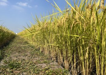 全國農會籲調漲公糧價格-農業部：「1集2轉」兼顧農民、產業結構-公糧政策滾動檢討