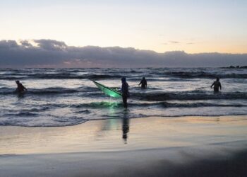鰻苗捕撈季11月起跑！-中下旬首批到臺灣-專家推估今年東亞漁獲總量優於平均