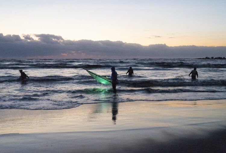 鰻苗捕撈季11月起跑! 中下旬首批到臺灣 專家推估今年東亞漁獲總量優於平均 鰻苗捕撈季11月起跑!-中下旬首批到臺灣-專家推估今年東亞漁獲總量優於平均
