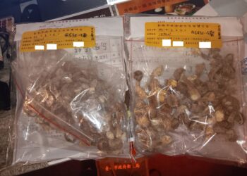 澎湖海膽再度驗出重金屬超標-漁業署：已請縣府追溯、釐清來源-調整抽驗頻率