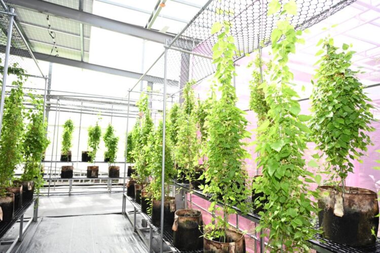 農業生產為主、創電為輔 工研院攜手聚賢 開拓農業伴生創電新模式 農業生產為主、創電為輔 工研院攜手聚賢 開拓農業伴生創電新模式