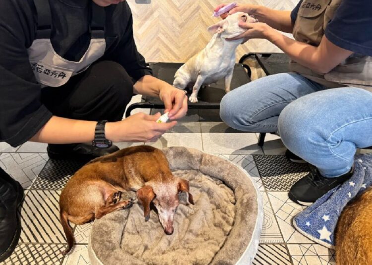 法國皇家攜手東森寵物,共推「糧心助浪」公益活動 法國皇家攜手東森寵物,共推「糧心助浪」公益活動