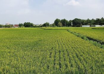 跨年可善用488萬贈與免稅額！老爸農地送兒子節稅75萬更強…種果樹還能不課土增稅