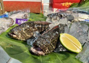 臺灣養殖龍虎斑獲准輸日-陳駿季：降低中國單一市場倚賴-後續積極推動外銷