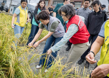 蕭美琴副總統視察臺東農損災情-關心康芮颱風後果園及稻田受損情況