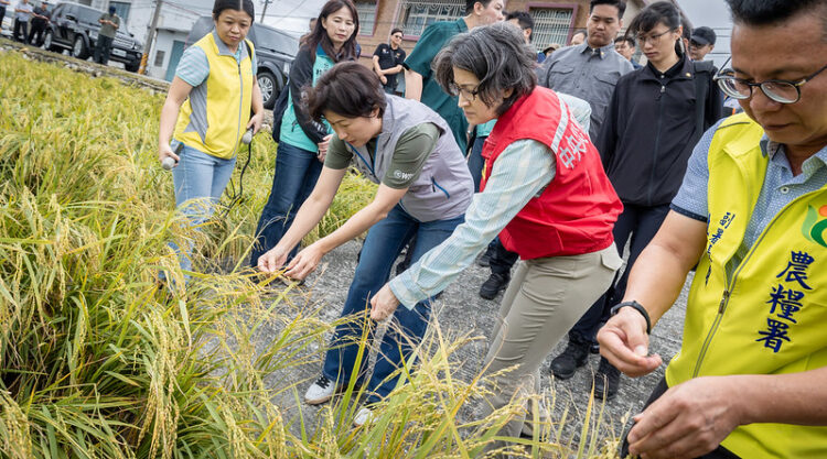 蕭美琴副總統視察臺東農損災情 關心康芮颱風後果園及稻田受損情況 蕭美琴副總統視察臺東農損災情-關心康芮颱風後果園及稻田受損情況