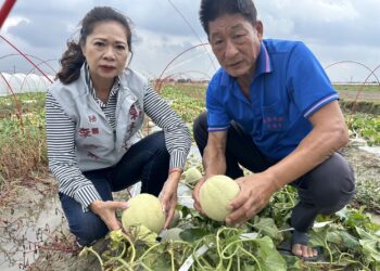 康芮颱風過後-台南北門紅蔥頭、玉米、番茄及多項農作物災損慘重-立委陳亭妃請農業部速啟災後補助