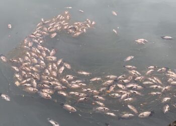 康芮颱風後台南運河現魚屍遍佈-李啟維：需儘速處理避免惡臭擴散