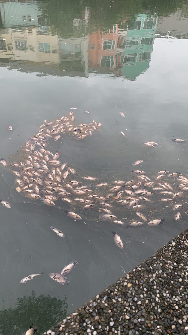 康芮颱風後台南運河現魚屍遍佈 李啟維:需儘速處理避免惡臭擴散 康芮颱風後台南運河現魚屍遍佈-李啟維:需儘速處理避免惡臭擴散