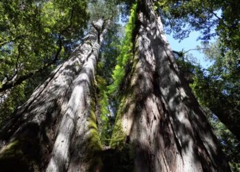 調查「桃山神木」谷地195棵樹木-臺灣巨木森林碳吸存破世界紀錄