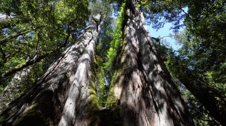 調查「桃山神木」谷地195棵樹木 臺灣巨木森林碳吸存破世界紀錄 調查「桃山神木」谷地195棵樹木-臺灣巨木森林碳吸存破世界紀錄