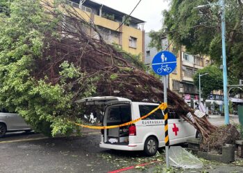 「康芮」罕見強風多處路樹應聲傾倒-專家分析四原因
