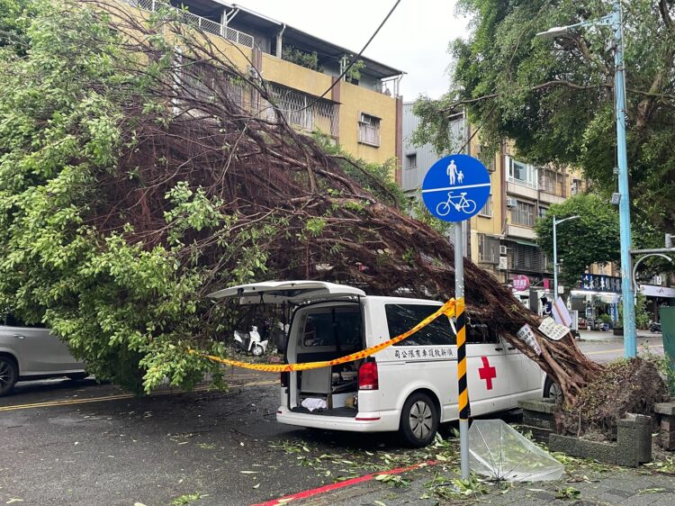 「康芮」罕見強風多處路樹應聲傾倒 專家分析四原因 「康芮」罕見強風多處路樹應聲傾倒-專家分析四原因