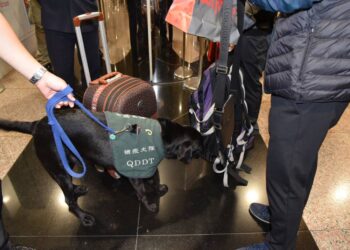 臺灣獲woah認定非洲豬瘟非疫區-農業部：積極洽談星、馬等外銷生鮮豬肉