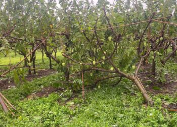 強颱「康芮」帶來豪雨加強風-宜花東金柑、水稻、釋迦受重創