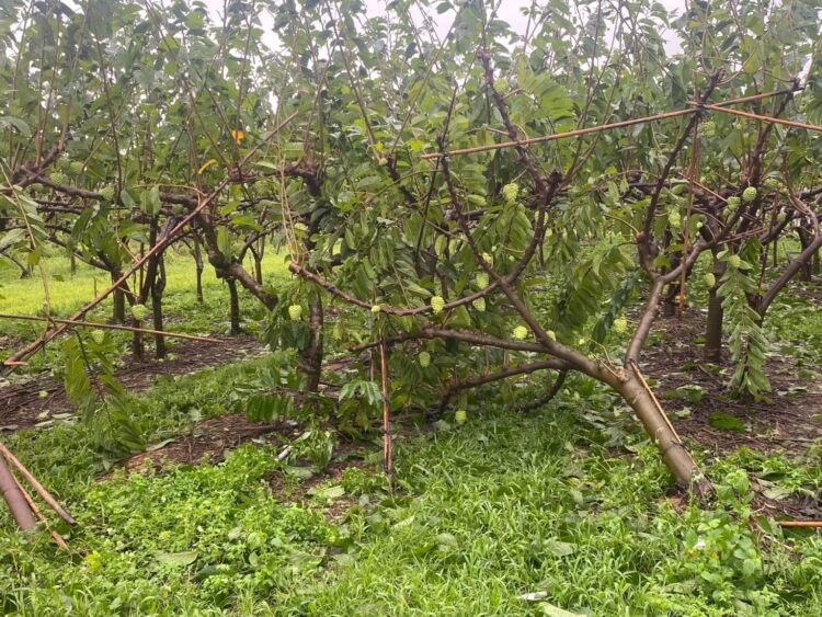 強颱「康芮」帶來豪雨加強風-宜花東金柑、水稻、釋迦受重創