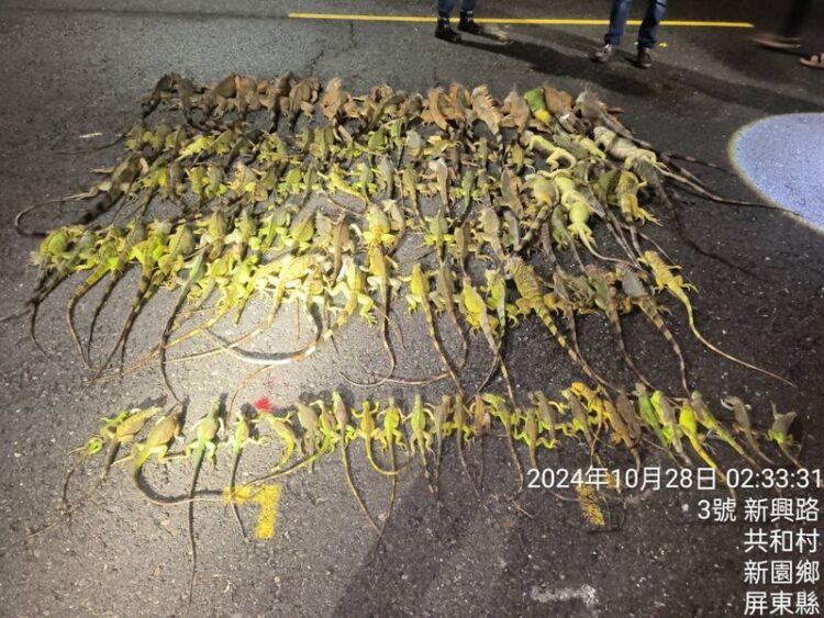 屏縣府10月夜間巡捕綠鬣蜥多達1,662隻 農民可申請專案移除 屏縣府10月夜間巡捕綠鬣蜥多達1,662隻-農民可申請專案移除