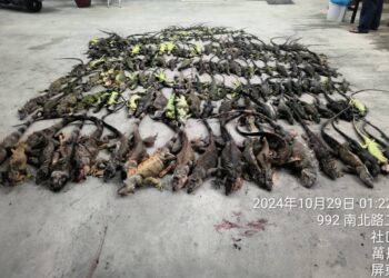 綠鬣蜥氾濫-屏縣府夜間巡捕-今年已捕2.7萬隻-農民可申請專案移除