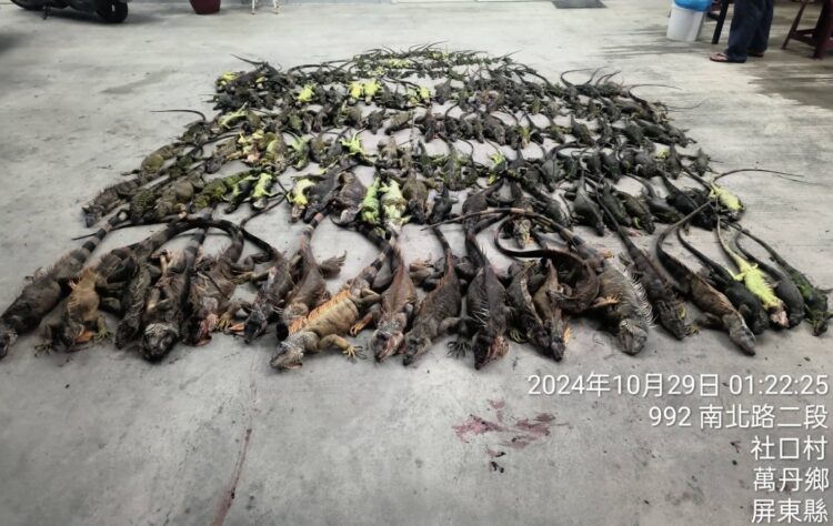 綠鬣蜥氾濫-屏縣府夜間巡捕-今年已捕2.7萬隻-農民可申請專案移除
