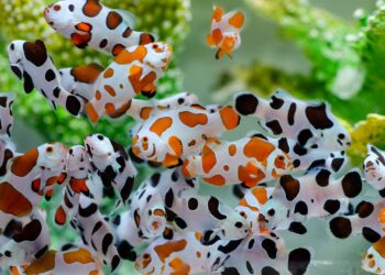 「十大神農」首見觀賞魚養殖得主-薛雍霖帶小丑魚「尼莫」游向歐美亞10國