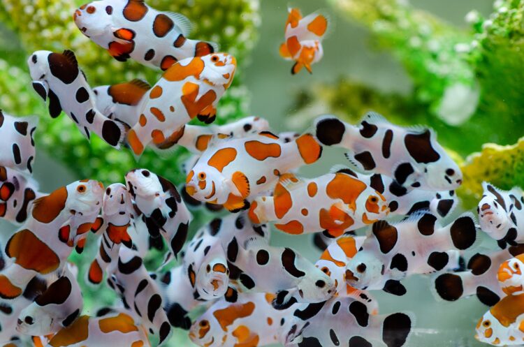 「十大神農」首見觀賞魚養殖得主-薛雍霖帶小丑魚「尼莫」游向歐美亞10國