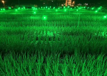 宜蘭三星蔥害蟲抗藥性強-農試所「綠燈」防治減蟲蛀40%還增產逾2成