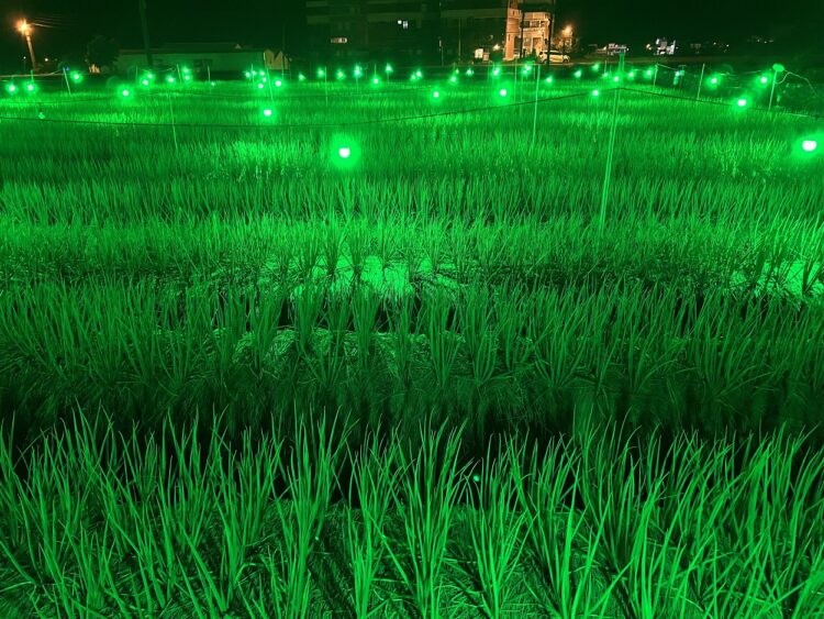 宜蘭三星蔥害蟲抗藥性強 農試所「綠燈」防治減蟲蛀40%還增產逾2成 宜蘭三星蔥害蟲抗藥性強-農試所「綠燈」防治減蟲蛀40%還增產逾2成