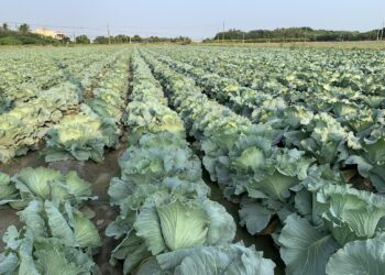 高麗菜種植連亮警戒燈號-農糧署示警：11月中下旬切勿再超種