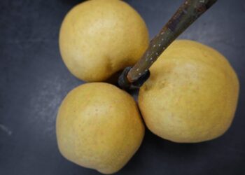 寶島甘露梨全臺嫁接達8成-憂產期集中風險高-臺中場推廣大果舊品種「台中1號」