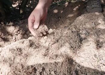 仙人萬鈞勢｜馬頭岩仙人窠肉桂