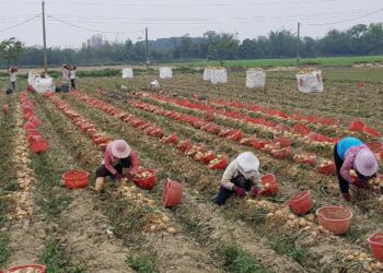 邁向洋蔥栽培機械化-國內洋蔥穴盤育苗技術革新與挑戰