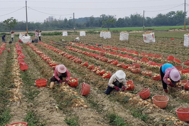 邁向洋蔥栽培機械化-國內洋蔥穴盤育苗技術革新與挑戰