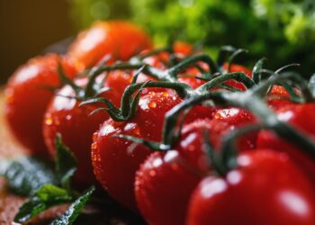 循環利用創造雙贏！番茄採種副產物供家禽飼養-提升雞蛋品質