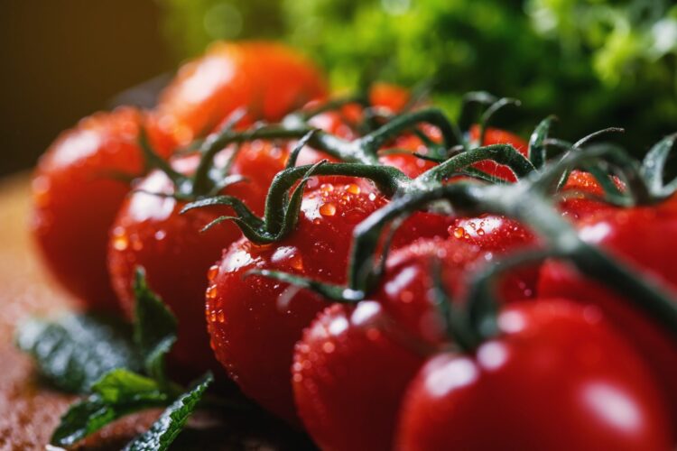 循環利用創造雙贏!番茄採種副產物供家禽飼養 提升雞蛋品質 循環利用創造雙贏!番茄採種副產物供家禽飼養-提升雞蛋品質