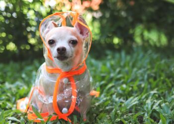 遛狗不要去5個地方-避免狗狗受傷玩得安心