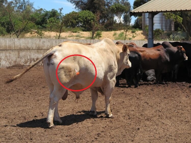 日本爆發牛結節疹-防檢署：檢疫條件重新議定-即日起巴斯德滅菌牛奶可輸臺