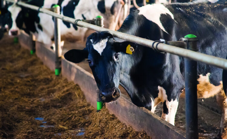 飼糧益生菌、微生物除臭 芽孢桿菌與氨氧化菌應用在畜牧生產 飼糧益生菌、微生物除臭-芽孢桿菌與氨氧化菌應用在畜牧生產