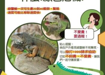 屏東縣擴大綠鬣蜥捕捉區域-提供獎勵以遏制外來物種入侵