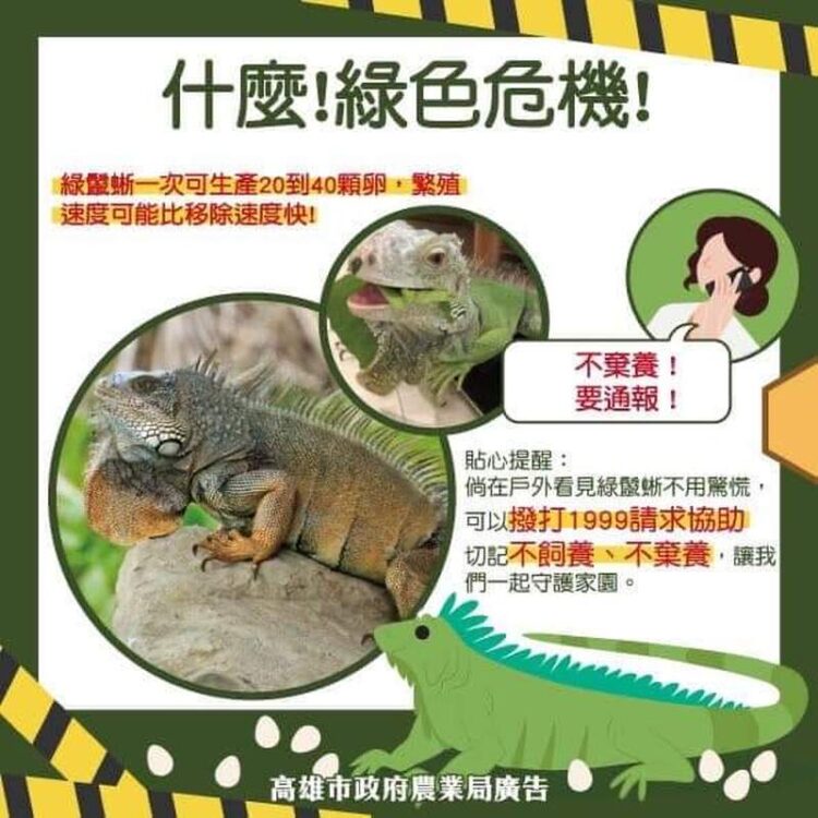 屏東縣擴大綠鬣蜥捕捉區域 提供獎勵以遏制外來物種入侵 屏東縣擴大綠鬣蜥捕捉區域-提供獎勵以遏制外來物種入侵
