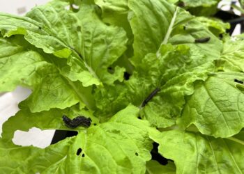 讓種菜像看食譜做菜一樣簡單！-視覺化介面、使用者導向「種菜芳城市」開放免費使用