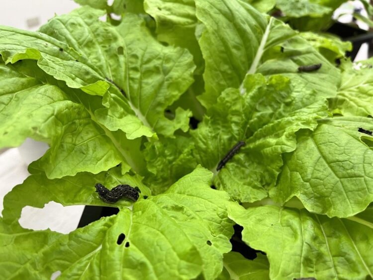 讓種菜像看食譜做菜一樣簡單! 視覺化介面、使用者導向「種菜芳城市」開放免費使用 讓種菜像看食譜做菜一樣簡單!-視覺化介面、使用者導向「種菜芳城市」開放免費使用