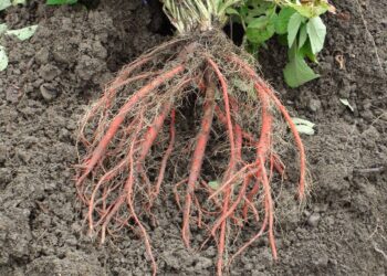 衛福部公告「中藥材農藥殘留限量基準」-統一管理20項中藥材-115年正式生效