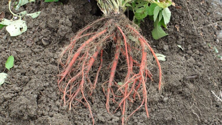 衛福部公告「中藥材農藥殘留限量基準」 統一管理20項中藥材 115年正式生效 衛福部公告「中藥材農藥殘留限量基準」-統一管理20項中藥材-115年正式生效