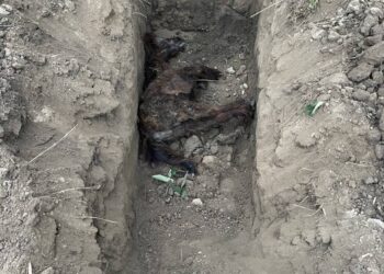 【唬爛亭】浪浪何其無辜-都是人害的