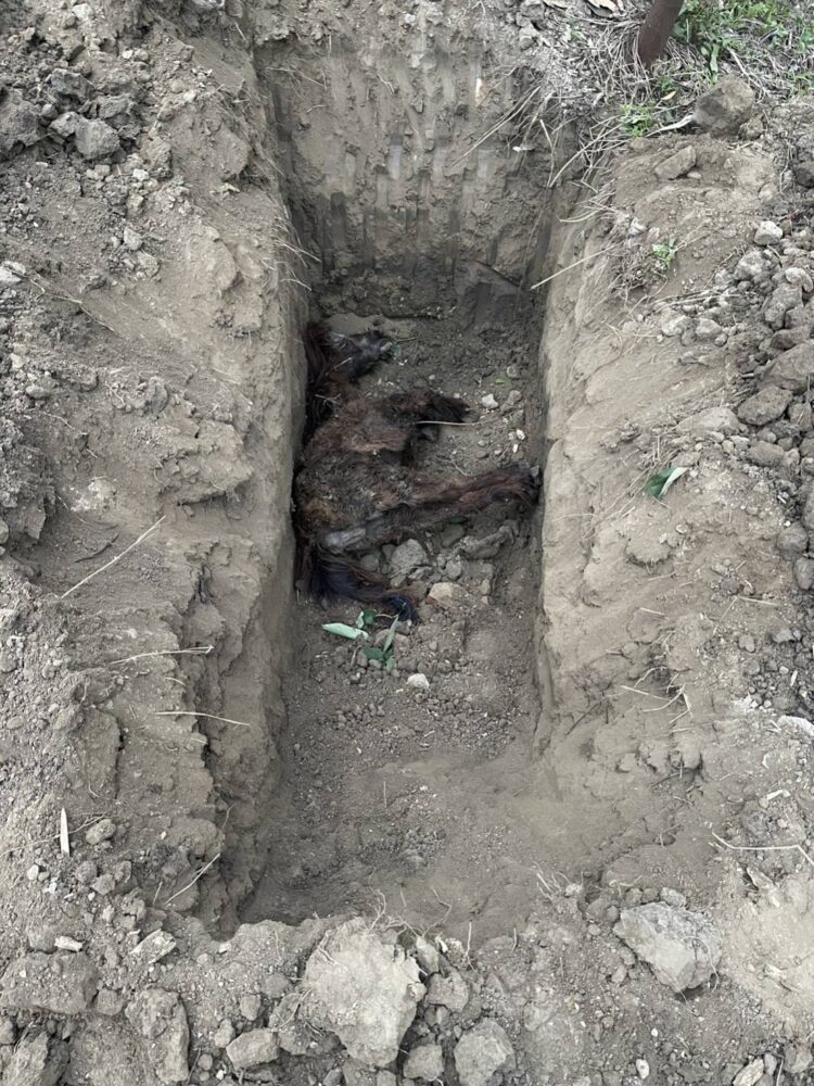 【唬爛亭】浪浪何其無辜 都是人害的 【唬爛亭】浪浪何其無辜-都是人害的