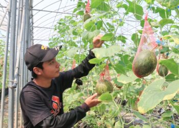 農地、戶籍地相離可投農保-農業改良場審認實耕資格-明起可至戶籍地農會投保