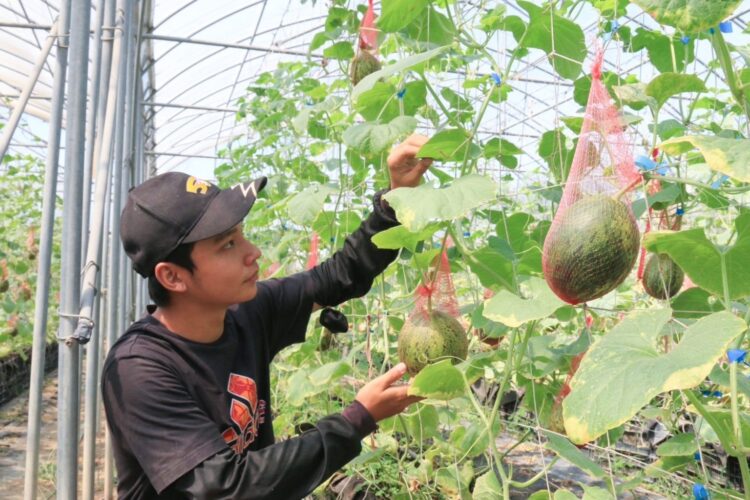 農地、戶籍地相離可投農保 農業改良場審認實耕資格 明起可至戶籍地農會投保 農地、戶籍地相離可投農保-農業改良場審認實耕資格-明起可至戶籍地農會投保