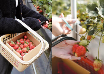 苗栗景點｜草莓控必收！嚴選7家大湖草莓園，一窺其中的特色與優點