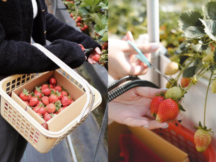 苗栗景點|草莓控必收 嚴選7家大湖草莓園 一窺其中 苗栗景點|草莓控必收!嚴選7家大湖草莓園,一窺其中的特色與優點